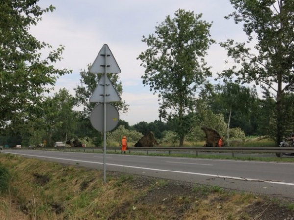 Буревій у Польщі повиривав із корінням дерева та вбив людину. ФОТО