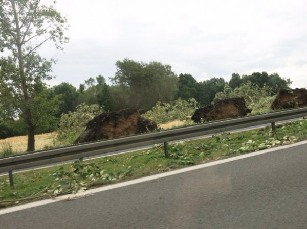 Буревій у Польщі повиривав із корінням дерева та вбив людину. ФОТО