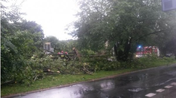 Буревій у Польщі повиривав із корінням дерева та вбив людину. ФОТО
