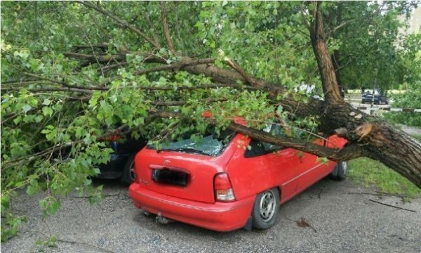 Буревій у Польщі повиривав із корінням дерева та вбив людину. ФОТО