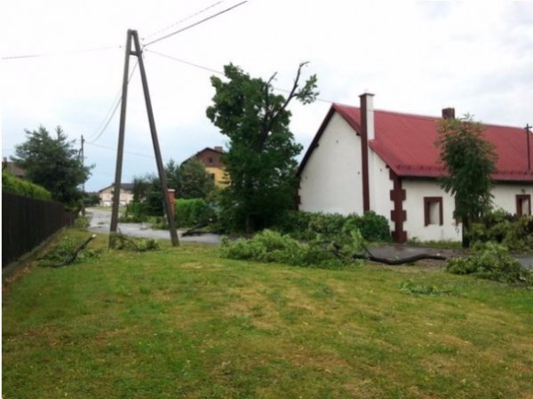 Буревій у Польщі повиривав із корінням дерева та вбив людину. ФОТО