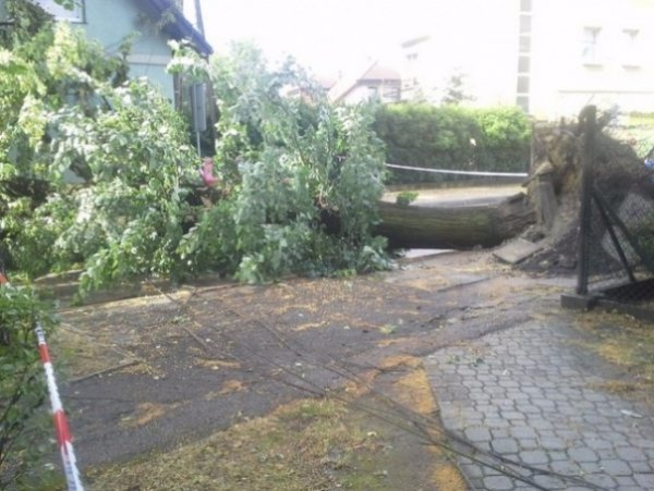 Буревій у Польщі повиривав із корінням дерева та вбив людину. ФОТО