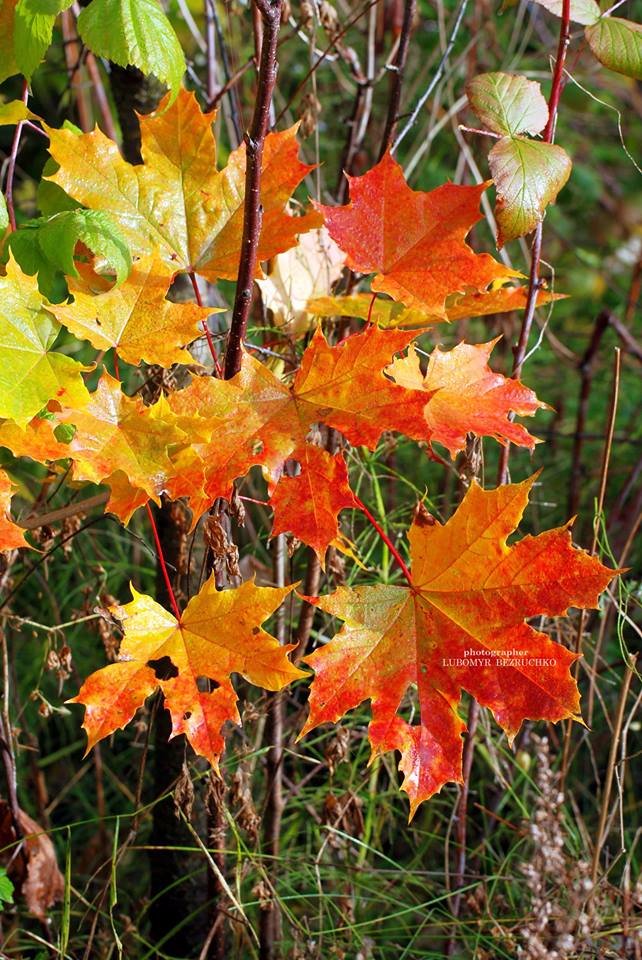 Роса і павутинки: луцький фотограф поділився осінніми світлинами