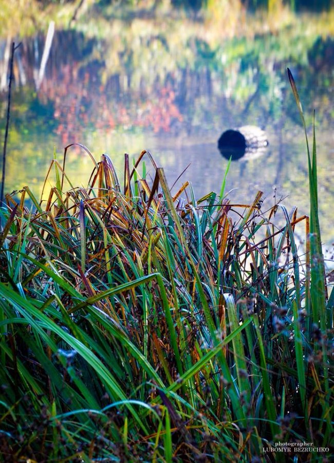 Роса і павутинки: луцький фотограф поділився осінніми світлинами