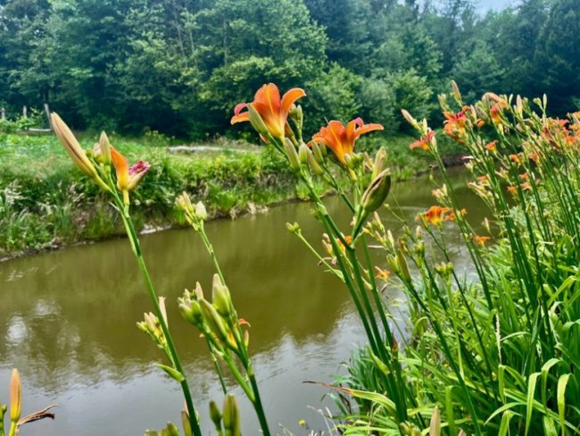 Волинянка сама понад 35 років живе на хуторі: у ТікТок показує, як господарює. ВІДЕО 