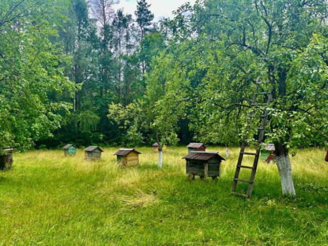 Волинянка сама понад 35 років живе на хуторі: у ТікТок показує, як господарює. ВІДЕО 