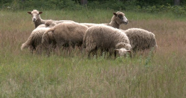 Волинянка сама понад 35 років живе на хуторі: у ТікТок показує, як господарює. ВІДЕО 