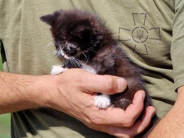 Медик 14 ОМБр підліковує тварин з прифронтових сіл та впорядковує пасіки. ФОТО