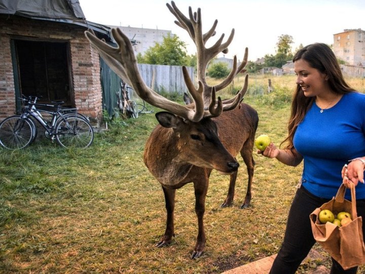 Оленя Бориса знайшли: подробиці пошуків зірки соцмереж на Рівненщині