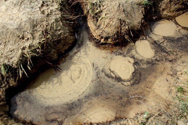 У місті на Волині річку перетворили на смітник. ФОТО