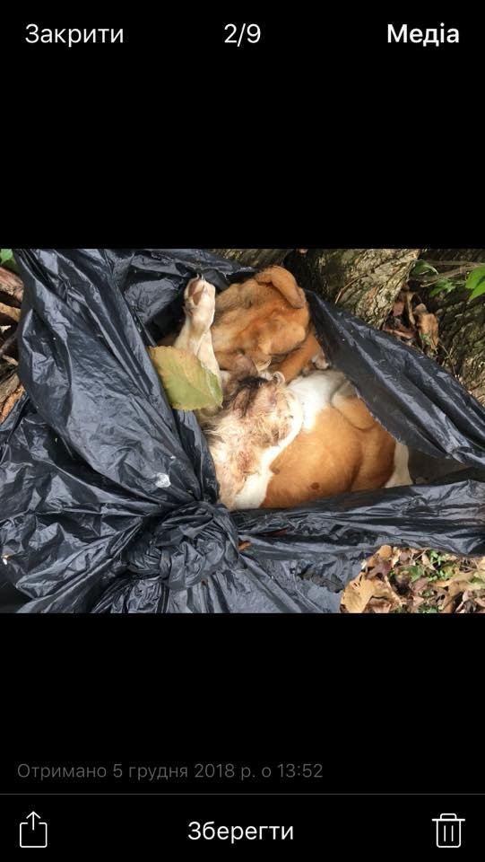 Біля дому молитви на Волині знайшли пакети з трупами тварин. ФОТО 18+