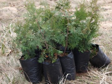 У курортному селищі Волині висадили сотню туй. ФОТО