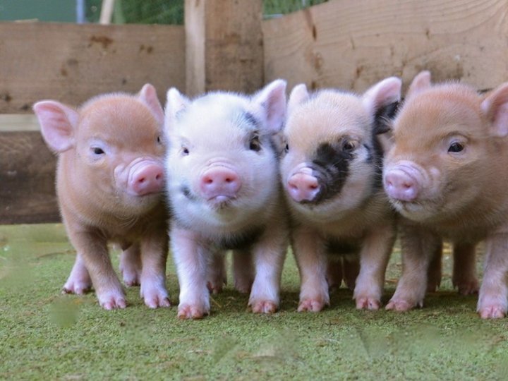 У Волинській області планують будівництво грибної ферми та свинокомплексу на 10 000 голів