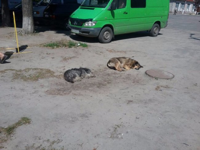 «Ласка» привезла у Луцьк 10 собак із Каменя-Каширського