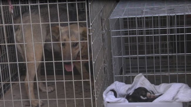 Як почуваються цуценята, яких врятували з-під землі у Луцьку