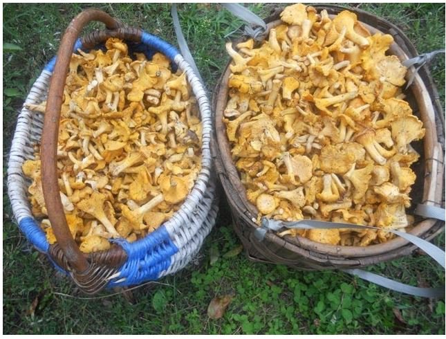 На Волині подружжя назбирало у лісі понад 30 кілограмів лисичок. ФОТО