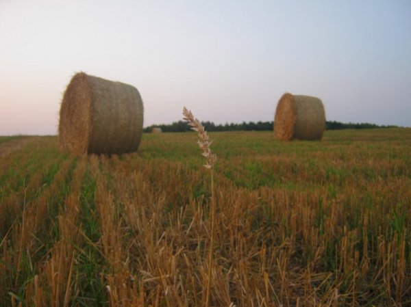 ...Наїжилась густа стерня. На ній снопи кладуться... 29.07.2013 р. в полі у селі Несвіч Луцького району о 21.10 год. Автор Аліна Ніжник 