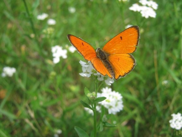 Сів метелик на листочок — Може, там сховатись хоче? Блиснуть крилечка рябі — Не сховатися тобі! (С. Рокині, місце духовного зцілення, що займає третє місце в Україні за потужністю енергії Космосу) 26.07.13 р. Аліна Ніжник