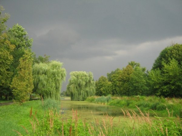 Після довгої спеки прийшла прохолода. Не надто змінилася тепла погода, Та все ж відчувається холоду подих На змучену спекою землю. Фото зроблене в Центральному парку Луцька перед грозою 30.07.2013. Аліна Ніжник