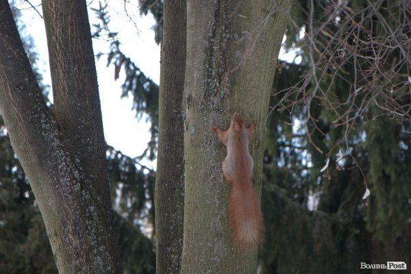 Весна у Луцьку. ФОТО