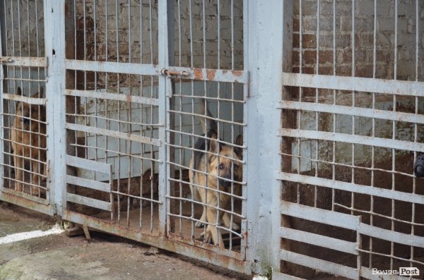 Як живуть та тренуються службові собаки. ФОТО