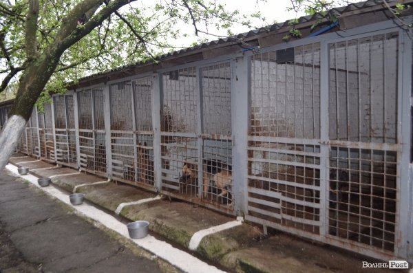 Тут живе 26 собак