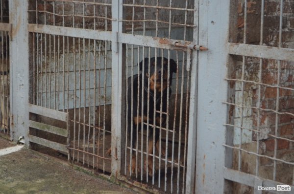 Як живуть та тренуються службові собаки. ФОТО