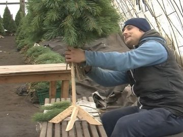 У селі під Луцьком родина майструє новорічних красунь з гілок хвойних дерев. ФОТО