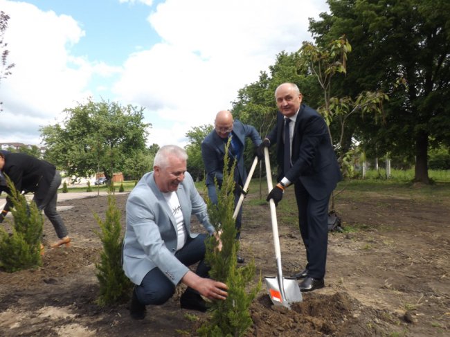 «Коло дружби»: у Сквері майбутнього поблизу волинського перинатального центру посадили туї