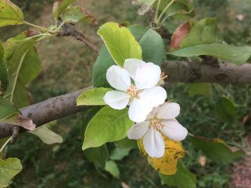 У лікаря з Волині два роки поспіль на День Незалежності зацвітає яблуня