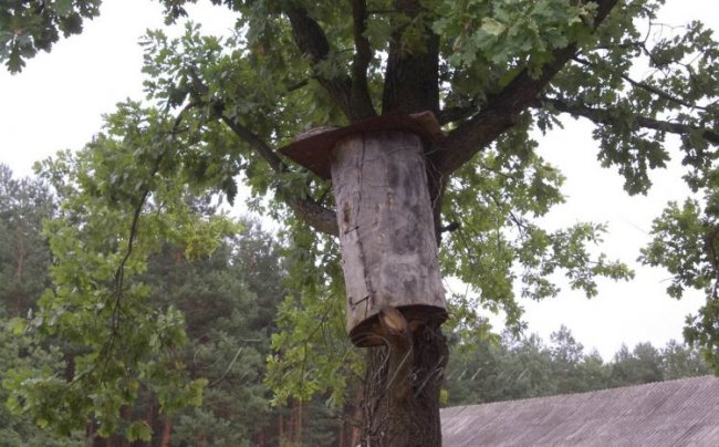 Волинянин поділився секретами заготівлі  меду на лісових пасіках