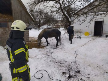 Бійці ДСНС на Волині врятували коня, який провалився у вигрібну яму