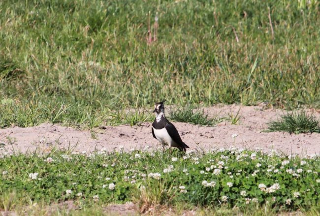 Показали неймовірні фото чайок з волинського нацпарку