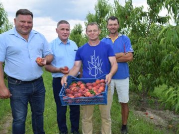 На Волині плодоносить перший в області персиковий сад