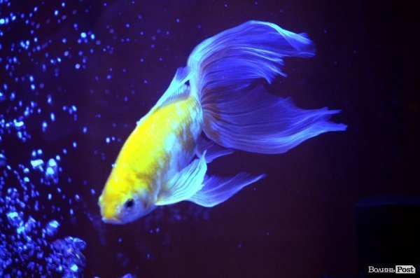 ВолиньPost – чотири роки. ФОТО 