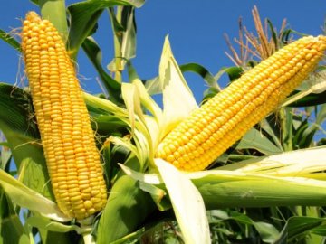 Як підвищити врожайність кукурудзи?*