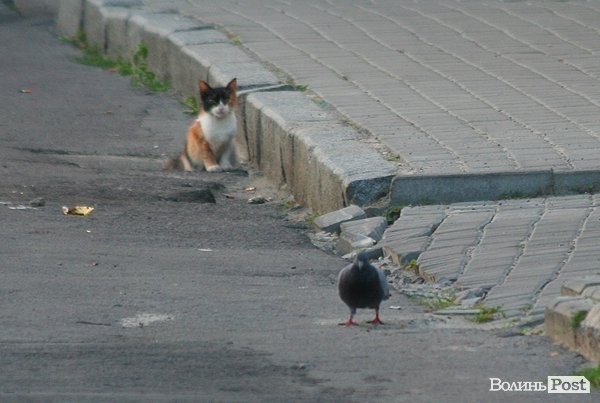Ранкове полювання