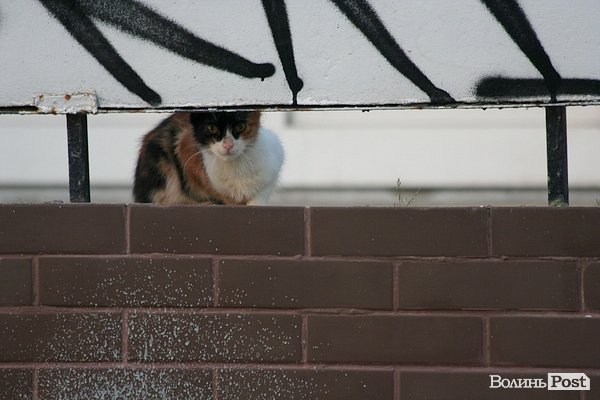 Місто, яке я люблю. Луцьк прокидається. Частина 5