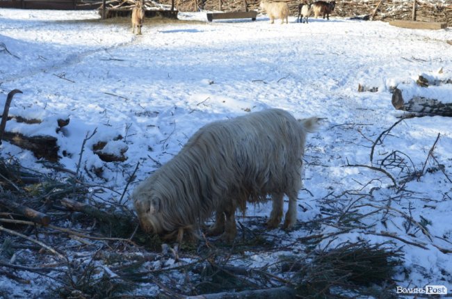 Ялинки лучан можуть стати паливом або «лісом» для ведмедів: що робити із новорічними деревами. ФОТО
