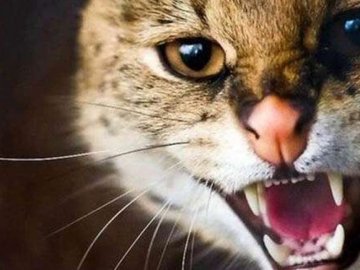 У селищі на Волині троє дітей постраждали від укусів скаженого кота