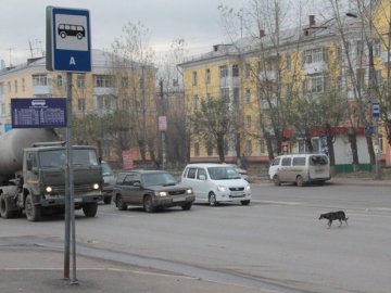 В Україні пес 5 років чекає господаря на зупинці. ВІДЕО 