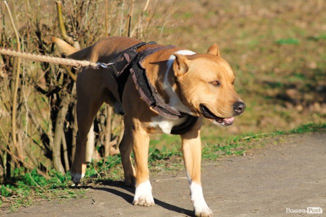 Пасхальні дні у Луцьку. ФОТО