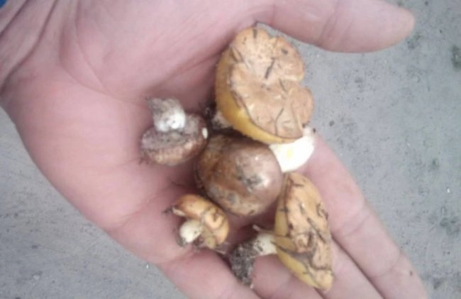 У волинських лісах з'явилися перші маслюки. ФОТО