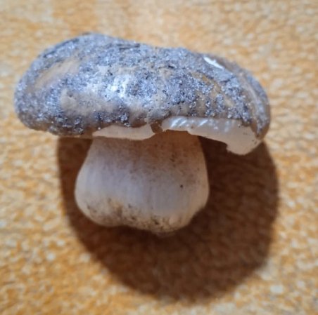 У волинських лісах з'явилися перші маслюки. ФОТО