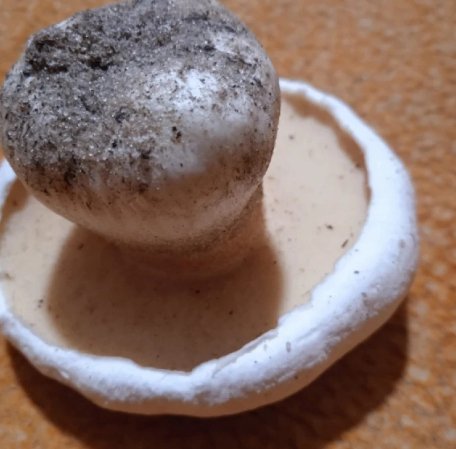 У волинських лісах з'явилися перші маслюки. ФОТО