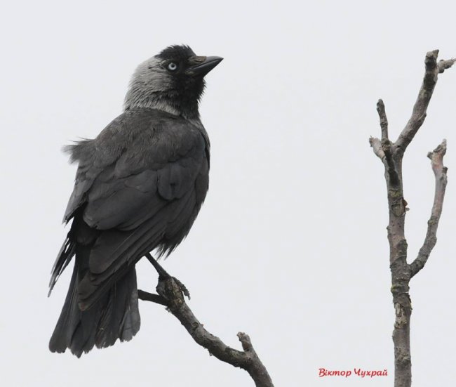 Луцький фотограф «упіймав» грайливих пташок у замку