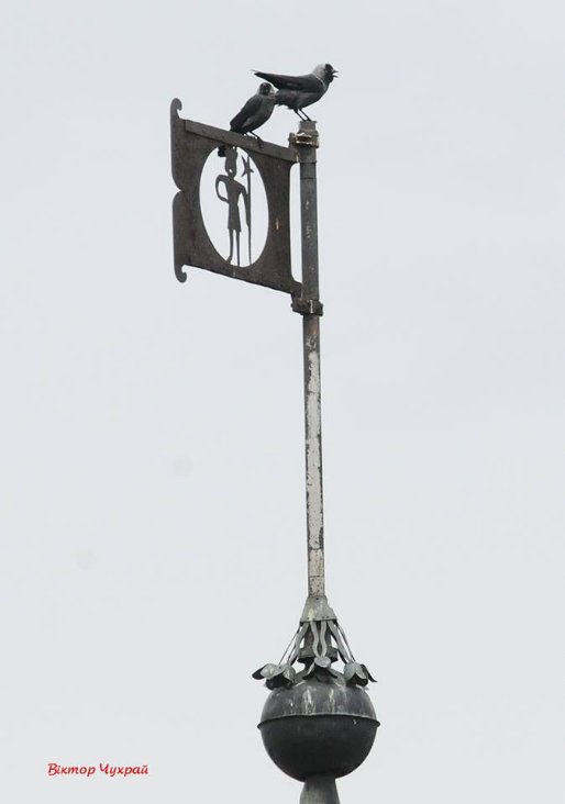 Луцький фотограф «упіймав» грайливих пташок у замку