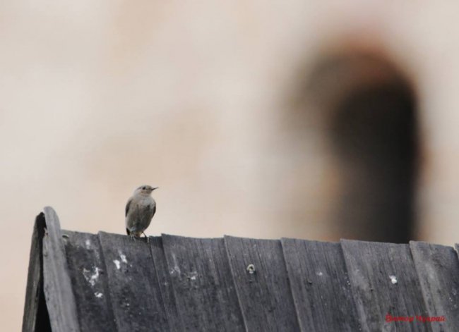 Луцький фотограф «упіймав» грайливих пташок у замку