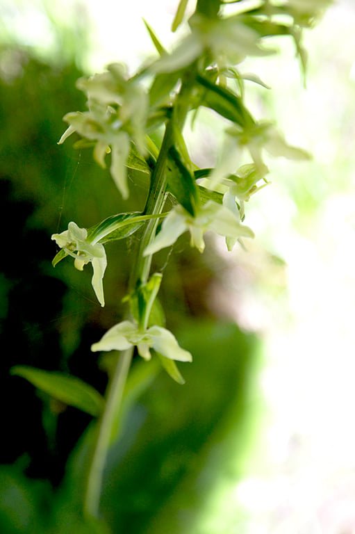 В лісі у Воротневі цвітуть рідкісні орхідеї. ФОТО