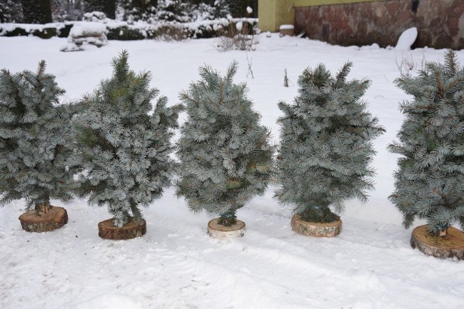 Новорічний настрій: на Волині лісівники створюють оригінальні композиції